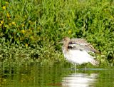 Grosser Brachvogel0019